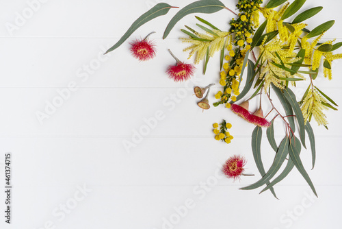 Australian native eucalyptus leaves and flowering red gun nuts plus wattles acacia leaves and yellow flowers, photographed from above on a rustic white background.