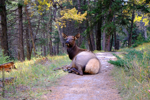 Elk located in Tunnel Mountain , Banff national park, Alberta, Canada