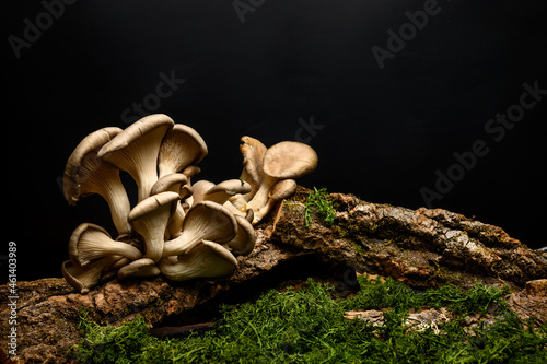 A group of mushrooms on the bark of a tree. Oyster mushrooms (Veshenki). Moss and grass from below. Black background.