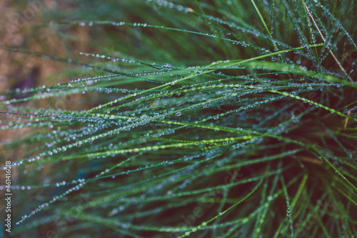 native Australian poa grass with raindrops in beautiful tropical backyard