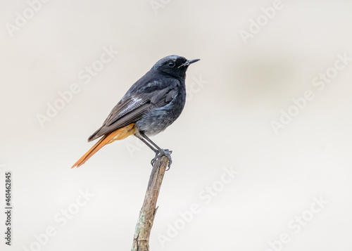 Black Redstart (Phoenicurus ochruros aterrimus) male Portugal