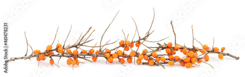 Branches of sea buckthorn with berries isolated on white background.