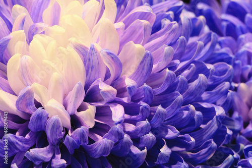Chrysanthemum flower macro,beautiful purple with white flower in full bloom in the garden 