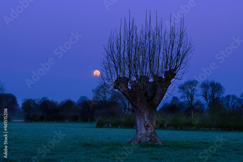 Pollarded willow in the early morning. The full moon provides cool light in the sky.