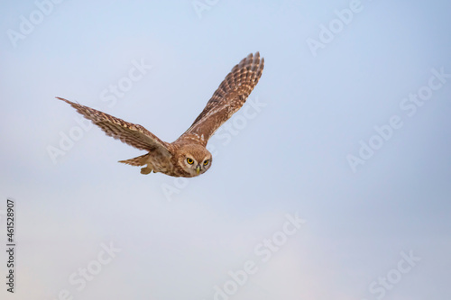 Flying owl. Nature background. Little Owl. Athene noctua.