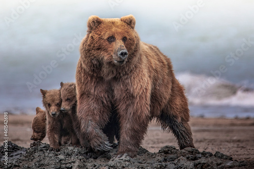 Grizzly bear mother protecting cute cubs on Alaskan beach