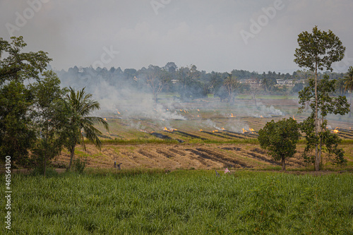 Burning agricultural fields in Thailand causing air pollution and smog