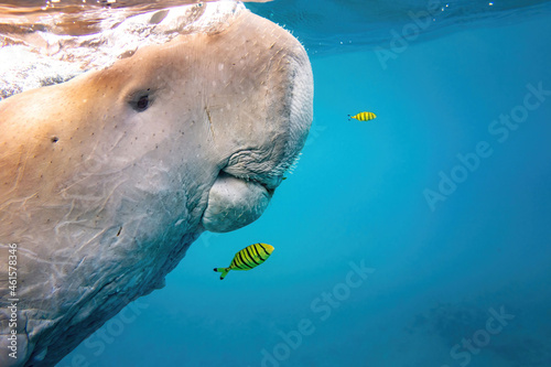 Dugong reaching the surface and yellow fishes