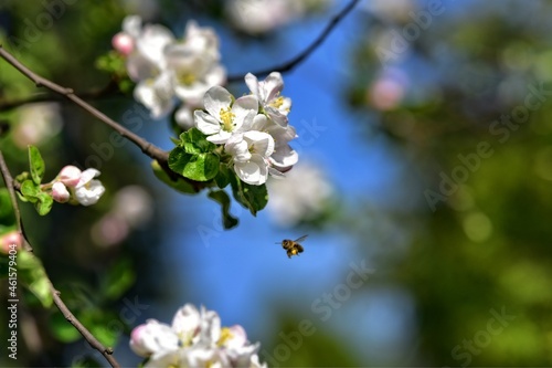Kwiaty kwitnącej jabłoni na tle rozmytych gałęzi i błękitu. Leci do kwiatów pszczoła