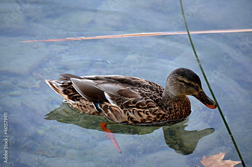 Pato ánade real, ánade azulón o pato de collar (Anas platyrhynchos)