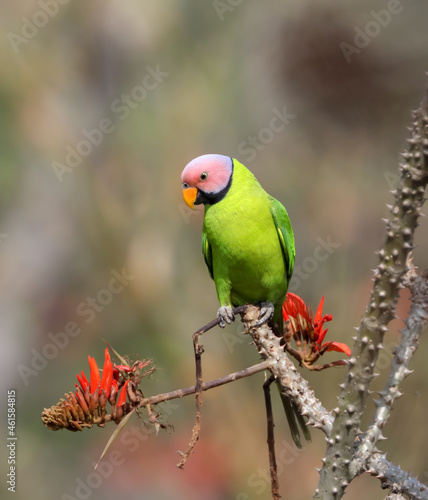Blossom-headed parakeet on a flower.The blossom-headed parakeet is a parrot which is a resident breeder in Eastern Bangladesh, Bhutan, Northeast India and Nepal, eastwards into South-east Asia.