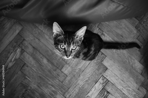 Młody kot - czarno białe zdjęcie