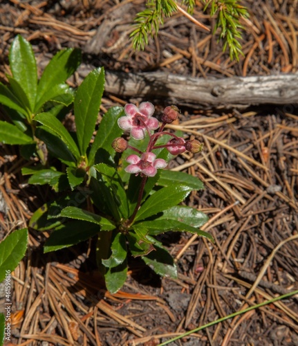 Prince's Pine (Chimaphila umbellata) pink wildflower in Beartooth Mountains, Montana