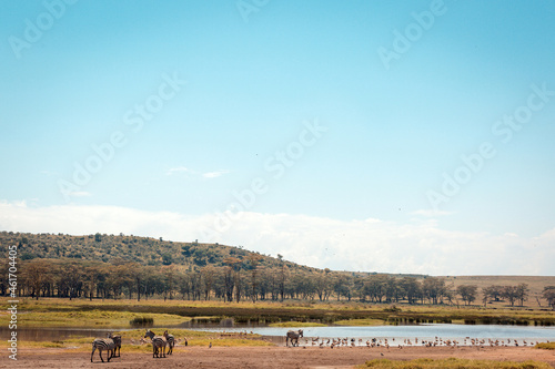 Wildlife animals on the Lake Nakuru Shores In Kenya East Africa Park Lone Tree safari landscape at the Nakuru National Park Nakuru City County Kenya East Africa Great Rift Valley