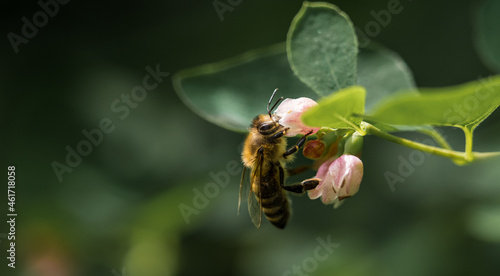 A wild bee at a flower at summer in saarland, copy space