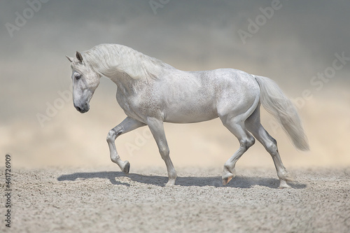 Beautiful white horse with long mane trotting in desert dust