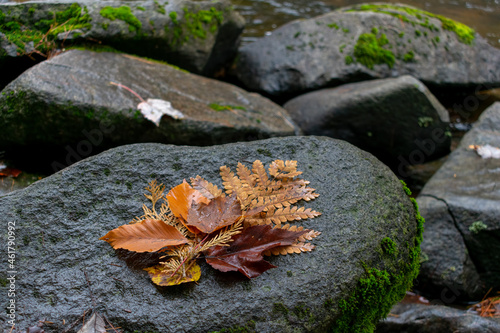 Group of beautiful fall leaves on a stone