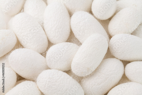 close up silkworm cocoons, source of silk fabric.