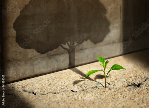 Start, Think Big, Recovery and Challenge in Life or Business Concept.Economic Crisis Symbol.New Green Sprout Plant Growth in Cracked Concrete and Shading a Big Tree Shadow on the Concrete Wall