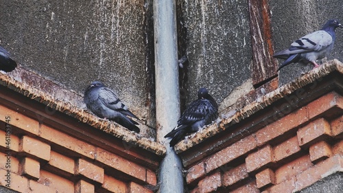 Wild City Pigeons Sitting On Building Brick Cornice Covered with Disgusting Layer of Bird Droppings Causing Surface Damage and Erosion