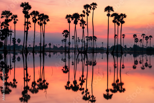 Silhouette sugar palm at dawn with skyline reflect