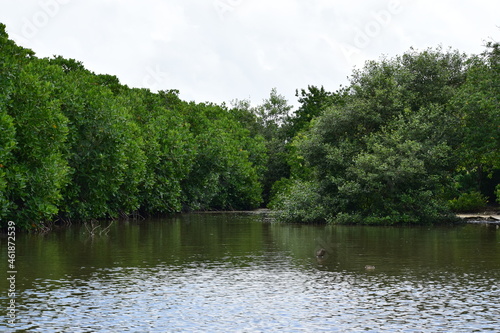 Beautiful landscape view of mangrove lake 