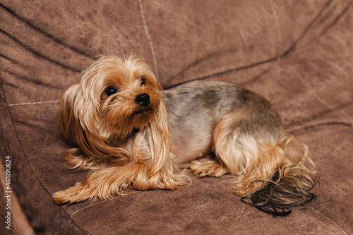 yorkshire terrier. yorkie. dog on the couch.