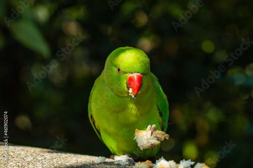  Kramer's Parakeet (Psittacula krameri), green with reddish beak on the wall eating bread. 