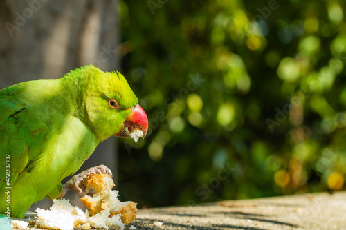  Kramer's Parakeet (Psittacula krameri), green with reddish beak on the wall eating bread. 