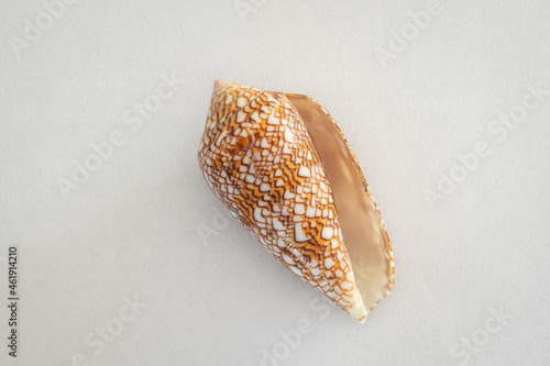 Rare conical sea shell "Conus Gloriamaris" also known as Glory of the Sea Cone. Once regarded as the rarest shell in the world.