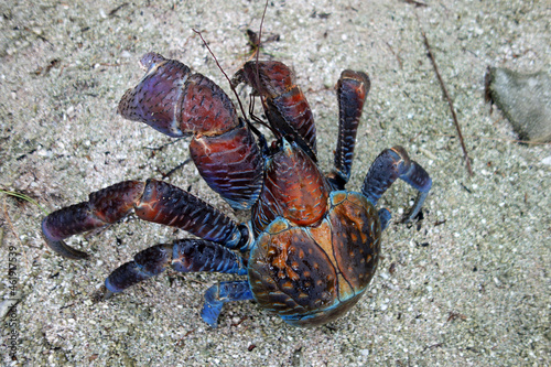 Closeup shot of a Coconut crab (Birgus latro, robber crab or palm thief)