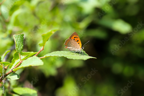 Spotted Copper Butterfly (Lycaena phlaeas) resting on a plant leaf