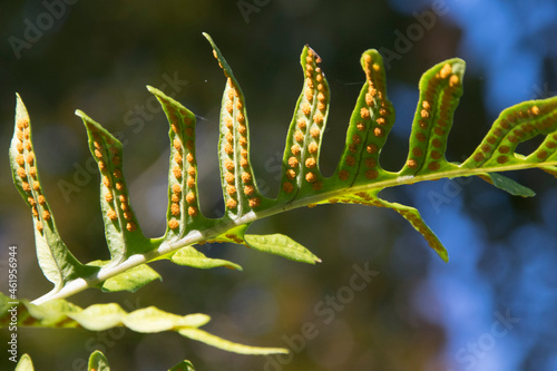 Tüpfelfarn (Polypodium vulgare), Wedel mit Sori auf der Unterseite