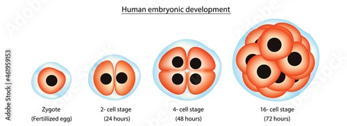 stages of human embryonic development