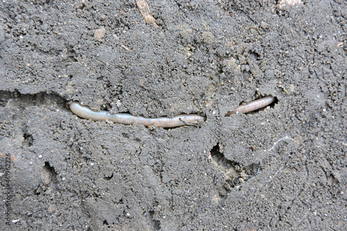 A long common earthworm crawling in a tunnel