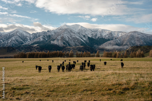 Curious black cows on farm with amazing scenic landscape of snowy peaks.