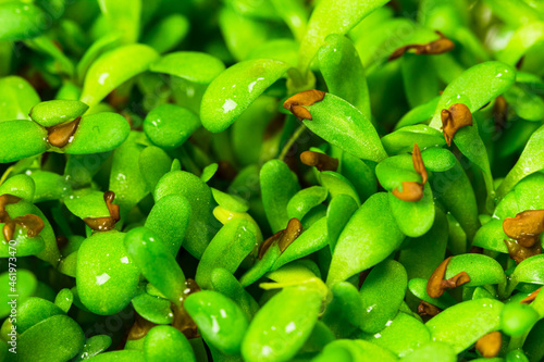 Lucerne microgreen close up. Alfalfa green sprouts macro shot. Young shoots of Medicago sativa. Germination process of legume edible greens