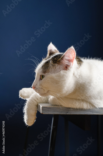 beautiful young white cat lies on a white table and looks to the side, blue background close-up, space for text