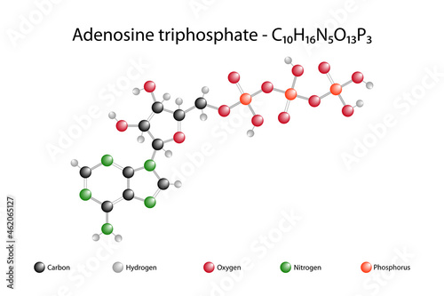 Molecular formula of adenosine triphosphate. Adenosine triphosphate is a multifunctional nucleotide found inside the cell.