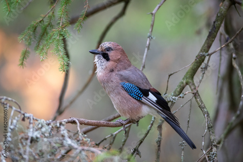 the eurasian jay sitting on the tree in forest at autumn