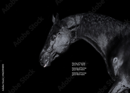 art portrait of beautiful black horse around black background. chic and glamour equestrian concept