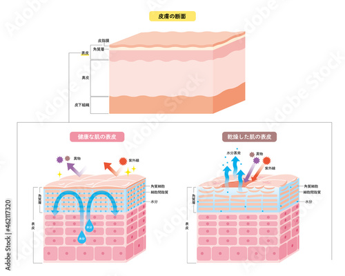 肌の表皮 皮膚の構造 肌図 美容