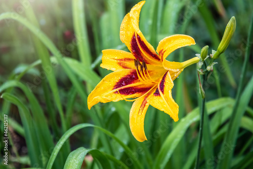 Hemerocallis Bonanza, Bonanza Daylily, perennial tuft forming herb with linear leaves and canary-yellow flowers with deep red throats with rain drops