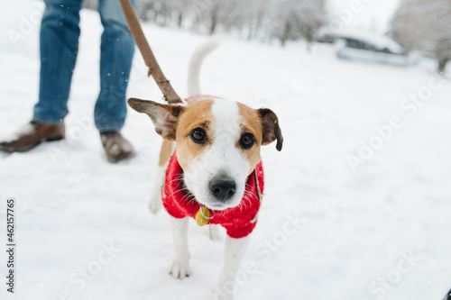 Jack russell terrier walking on leash outdoors in winter wearing dog sweater