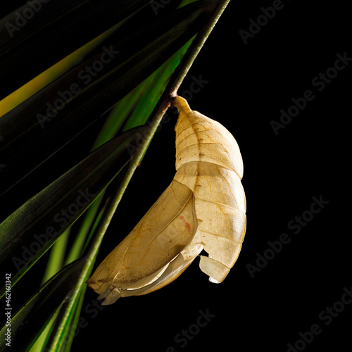 casulo de borboleta vazio