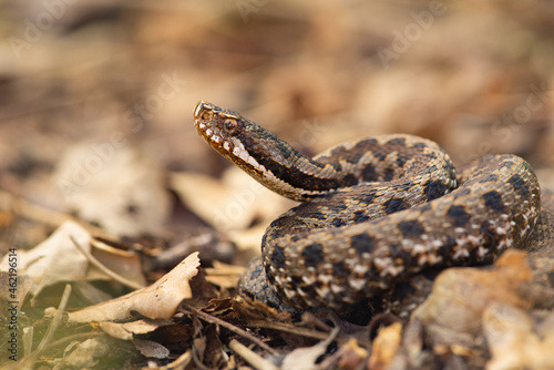 Vipère aspic, Vipera aspis