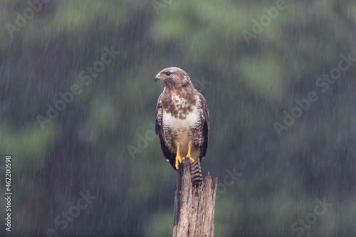 Common Buzzard Buteo buteo in close view