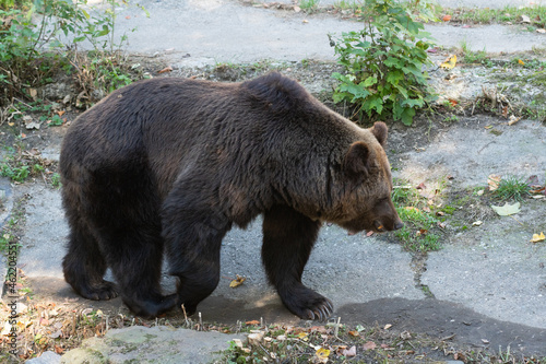 Niedźwiedź brunatny 