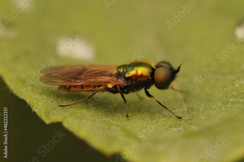 Closeup on a colorful broad centurion fly, Chloromyia formosa