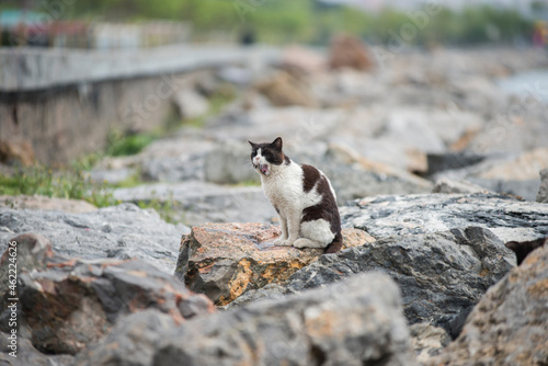 Stray cat yawning on some rocks on the coast of Istanbul